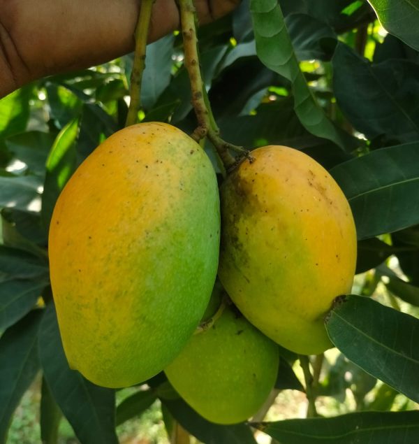 বারি-11 আম। ৩কেজি
