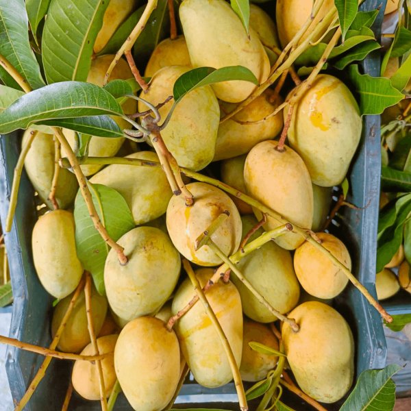 সুইট কাটিমণ আম। ৬কেজি