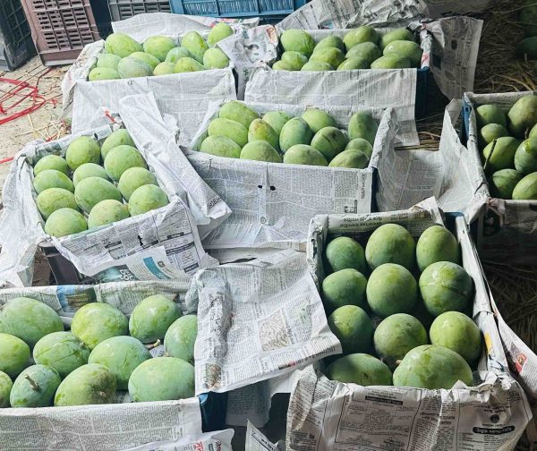 গোবিন্দভোগ আম। ২৪কেজি