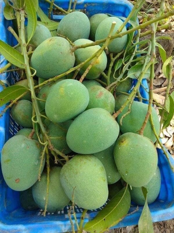 হিমসাগর আম। ১১কেজি