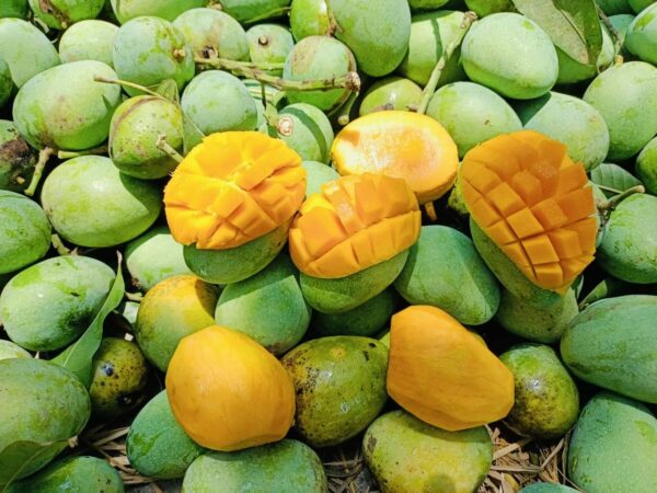 গোপালভোগ আম। ২৪কেজি