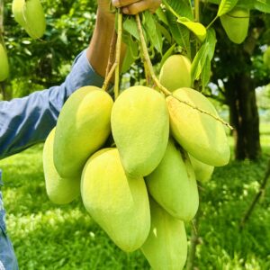 নন-বেগিং কাটিমন আম । ১০ কেজি