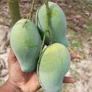 আম্রাপালি আম | ১২ কেজি