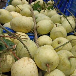 গৌড়মতি আম | ১০ কেজি